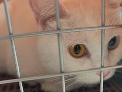 -瑞派福兴宠物医院犬猫全科·骨科·中西医结合(河东店)