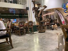 -more than meow吴止猫主题餐厅(承德 中船汇店)
