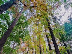 -北京西山国家森林公园