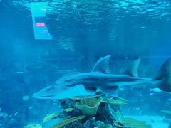-西雅图水族馆