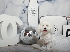 -超宠爱宠物摄影-Super pet