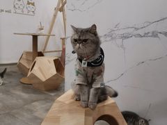 -楼上猫咖(罗湖店)