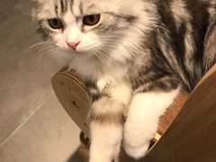 -飞行喵MR PILOT|猫舍·猫咖(静安大融城店)