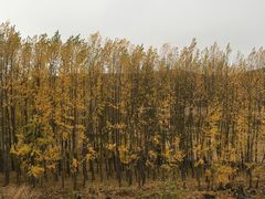 -塞罕坝国家级自然保护区