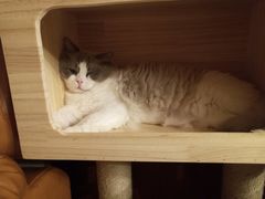 -猫咪咖啡店(新城大街店)