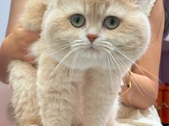 -青奢宠物·青奢猫舍