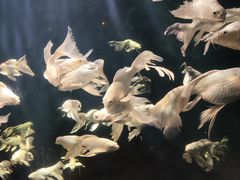 -西安曲江海洋极地公园