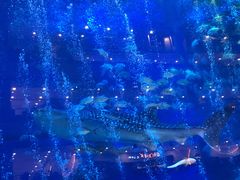 -成都浩海立方海洋公园