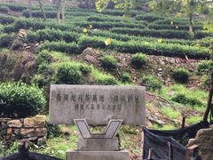 -龙井村