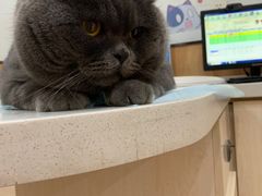 -菲丽丝宠物医院·24小时·猫科中心·免疫点(淮海分院)