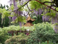 -嘉定紫藤园