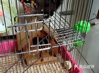 喜欢吃蛋糕，西瓜，还喜欢吃松子