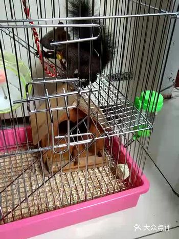 喜欢吃蛋糕，西瓜，还喜欢吃松子