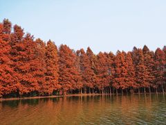 -上海海湾国家森林公园