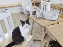 -李小姐の猫咖啡馆(五角场店)