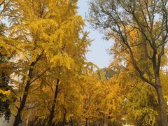 -四川大学(望江校区)