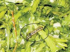 -虾饺妹·酒家(金碧店)