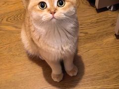 -欣宠猫屋·矮脚拿破仑·蓝金金渐层