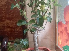 -成都芙蓉饭店·蓉国食府·川菜·谢师宴.升学宴