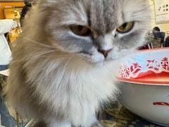 -平行世界·猫咖(首经贸店)