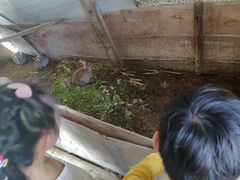 -南汇老顾农家乐采摘大团水蜜桃采摘店