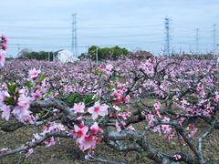 -南汇桃花村