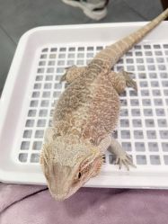 -Moni星球萌宠·小马宝莉·灵蛇·高端高阶全萌宠互动体验俱乐部(红豆国际广场店)