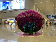 -广州白云国际机场-T2航站楼