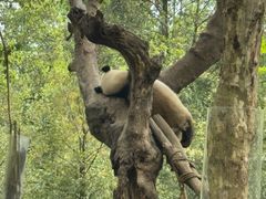 -都江堰中华大熊猫苑