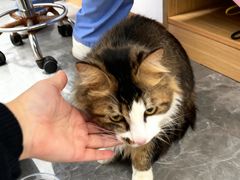 -东莞宠友24H宠物中心医院·转诊夜诊·异宠(新河北路院)