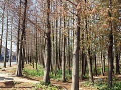 -上海长兴岛郊野公园