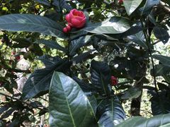 -华南国家植物园-售票处