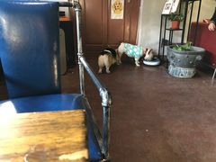 -百好乐宠物友好餐厅(朝外大街店)