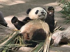 -都江堰中华大熊猫苑