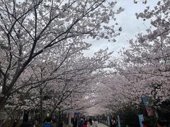 -高东镇樱花园