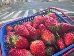 -尚田草莓姑娘白草莓采摘基地
