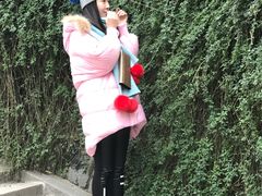 爬墙虎-景山公园