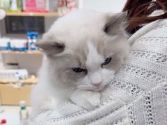 -爱洗澡的猫(天河路店)