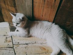 -壹六猫窝(谷德店)