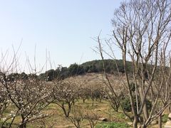 -香雪海