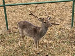 -合肥野生动物园