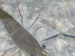 -DGE季风钓虾营地·团建·聚会