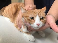 -小伙伴宠物医院•急重症转诊中心·老年专科·犬猫全科(北大街总院)