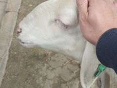-都江堰玫瑰花溪谷