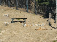 -大连森林动物园