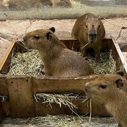 -Zoolung Zoolung动物主题公园(海信广场店)