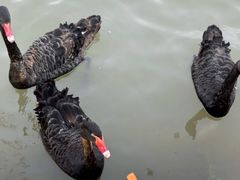 -合肥滨湖国家森林公园