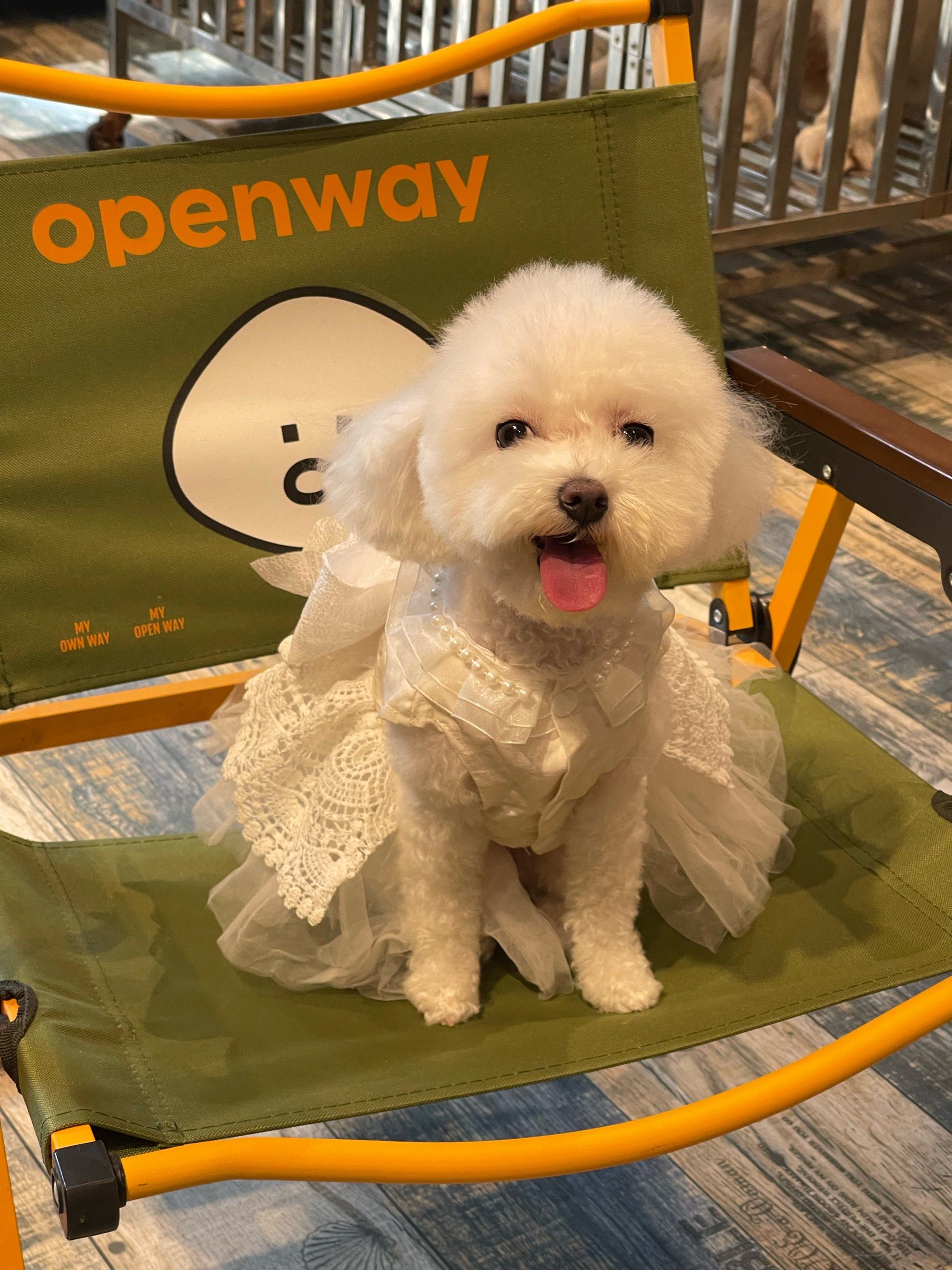 了这家名字听起来就很来财90的「狗富贵·猫百万·摄影购宠生活馆」