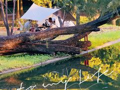 -上海共青森林公园