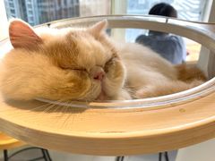 -Heymao猫咖.咖啡厅(东门店)